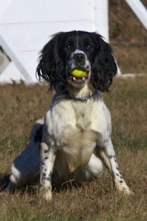 spaniel2