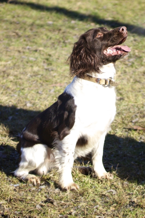 spaniel4