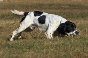 spaniel5